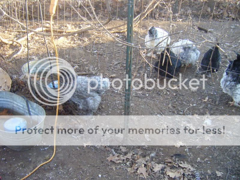 Chickens274.jpg