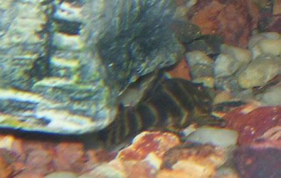 clownpleco.jpg