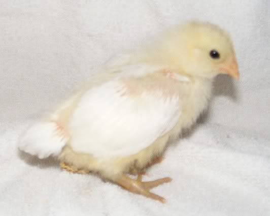 chick06.jpg