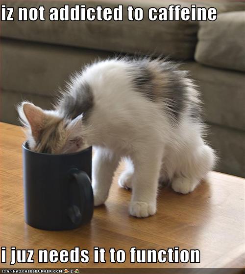 LOL-Cats_Addicted-to-Caffeine.jpg