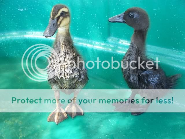 Duckies8_26_08intheirpool.jpg