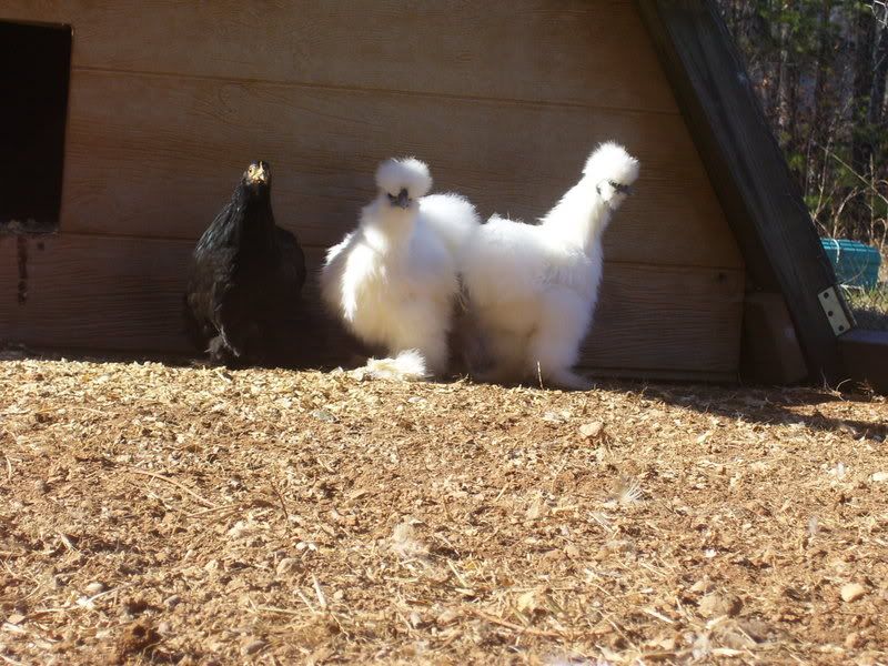 chickens12-14-07004.jpg