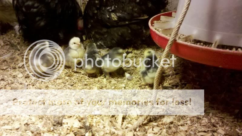 2011-11-09_19-53-23_506.jpg
