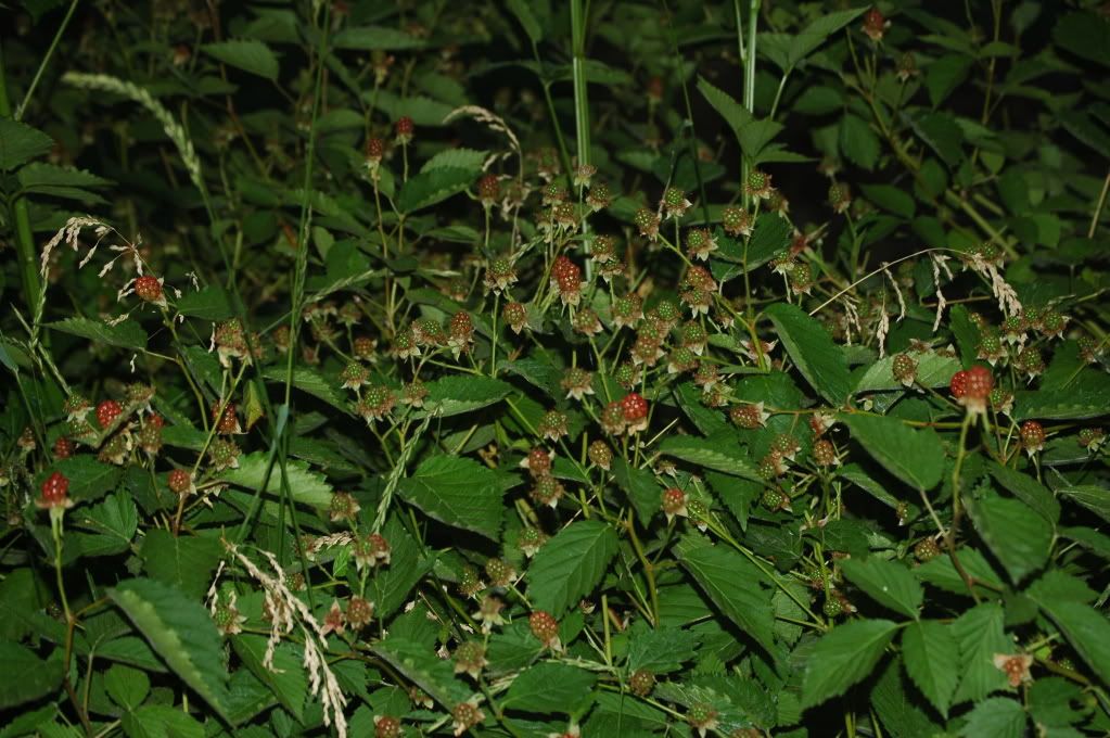 Loadsofberries.jpg