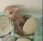 chick2.jpg