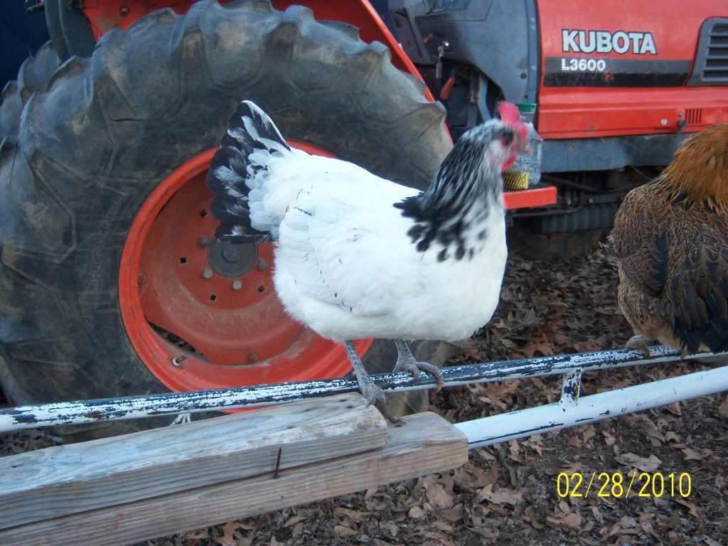 pollos118.jpg