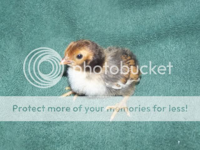 Orderhatched012.jpg
