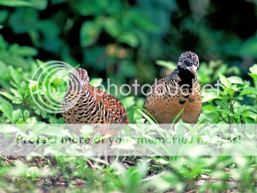 Barred20Buttonquail.jpg