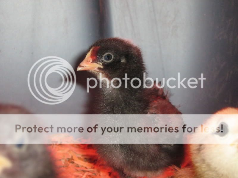 Chicks033.jpg