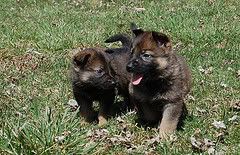 pup7.jpg