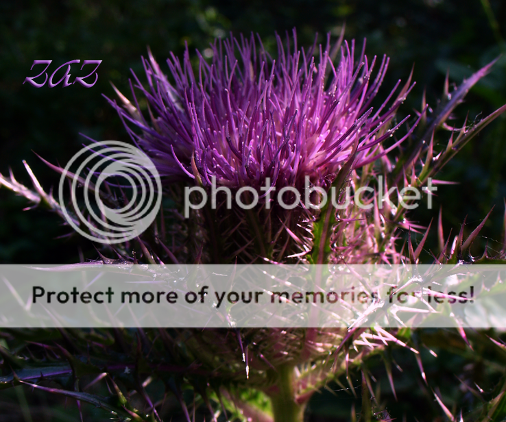 thistle.png