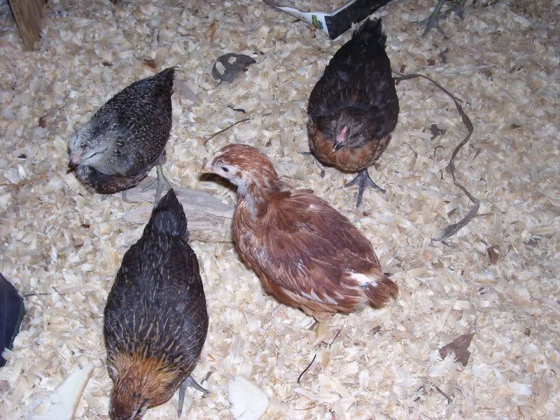 chicks55weeks012.jpg