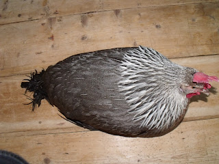 DSCF2693.JPG