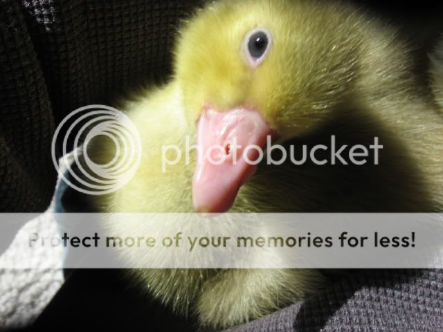 snuggleducks023.jpg