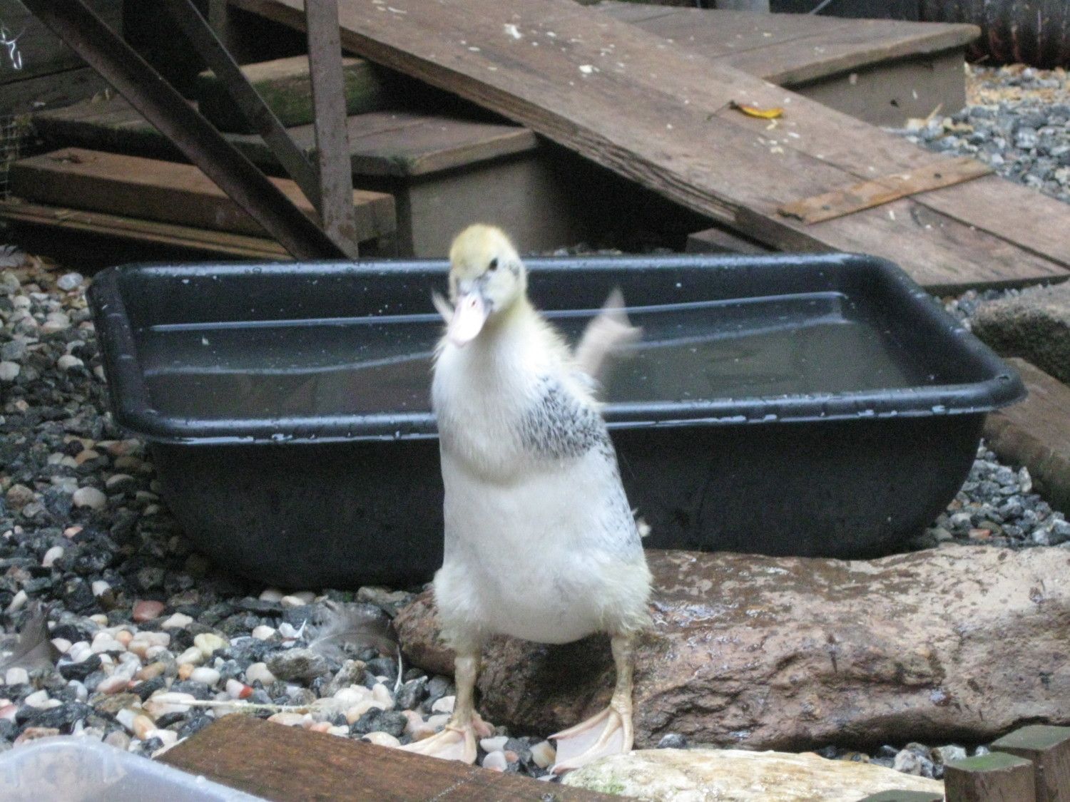 900x900px-LL-84d3a629_June2012001.jpeg