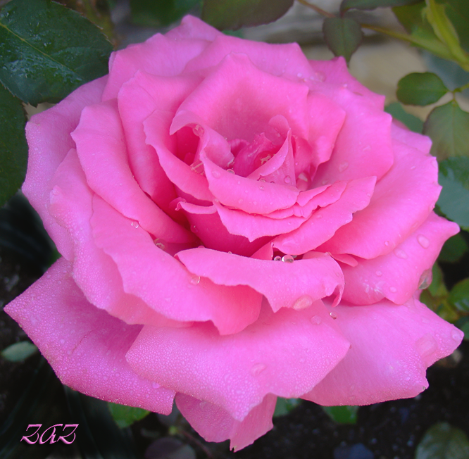DSC00013myrose.png