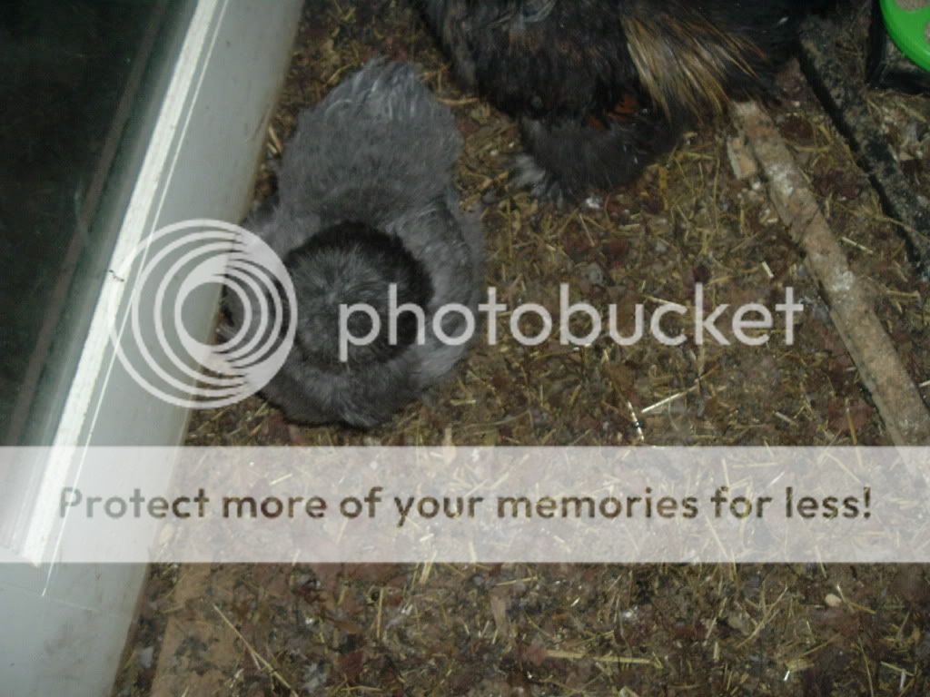 mychickens176.jpg