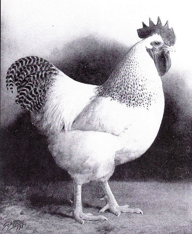 delsop2.jpg