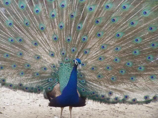 peafowl070.jpg