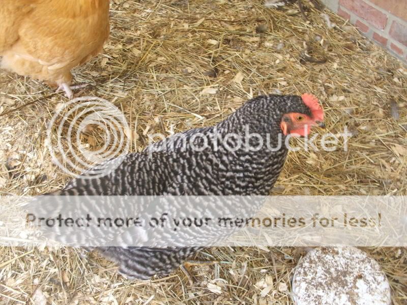 theegg004-1.jpg