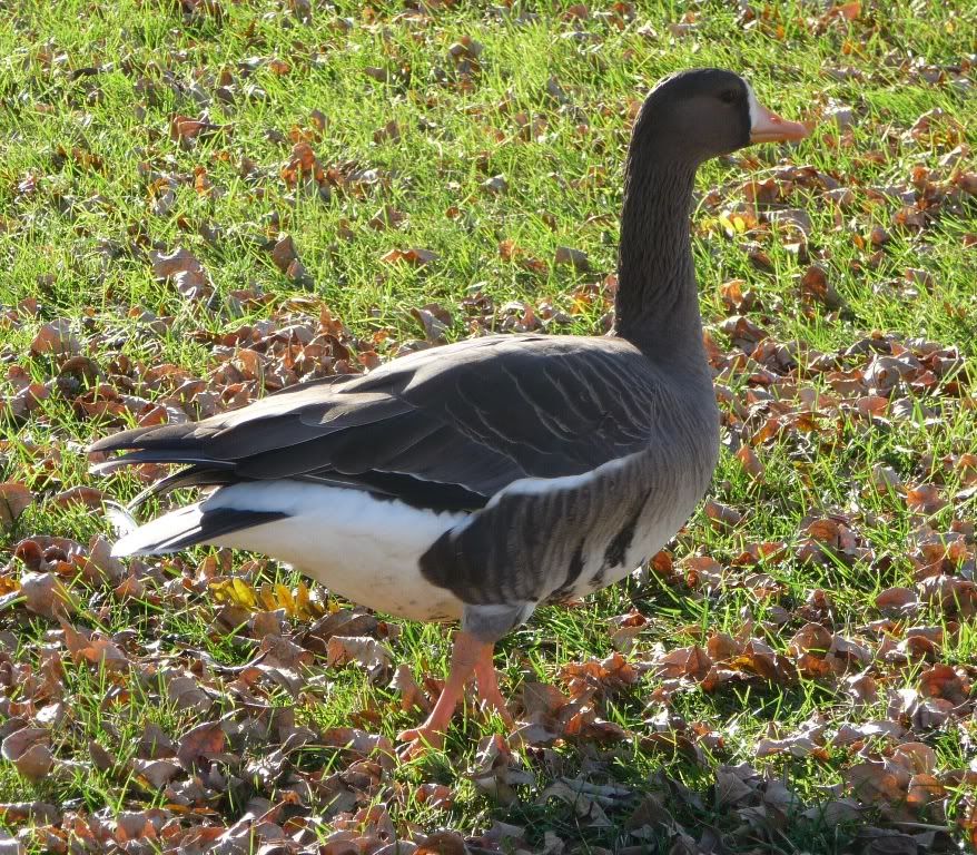 1whitefront2.jpg