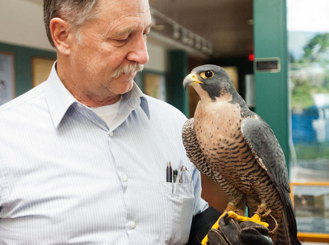 stfalcon-p1.jpg