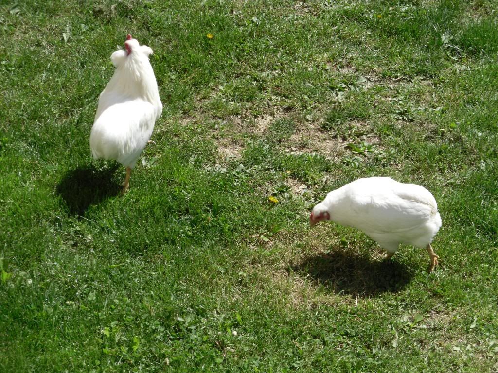 freerangearaucana018.jpg