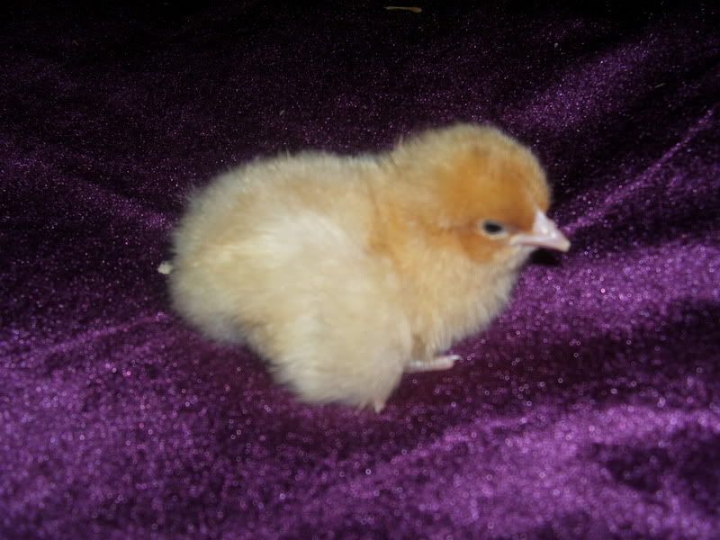 Chicks015.jpg