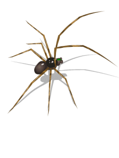 spider-animated-1.gif