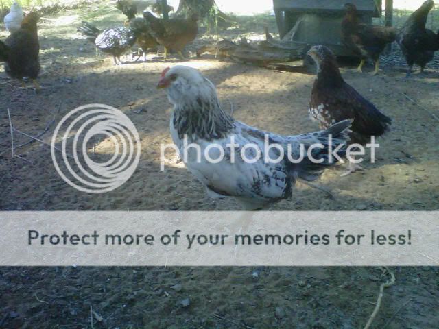 IMG01212-20110825-1508-1.jpg