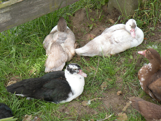 DSCN3831.JPG
