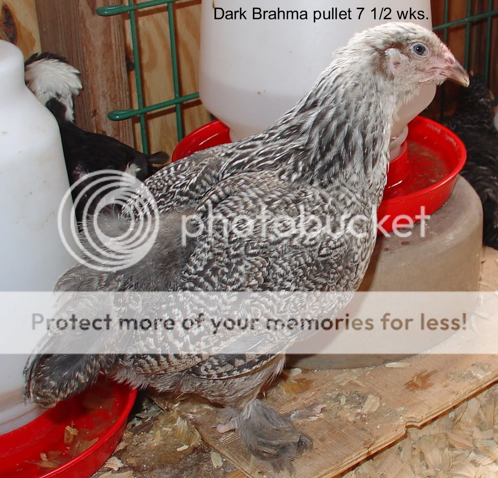 062007BirdsinCoop-12.jpg