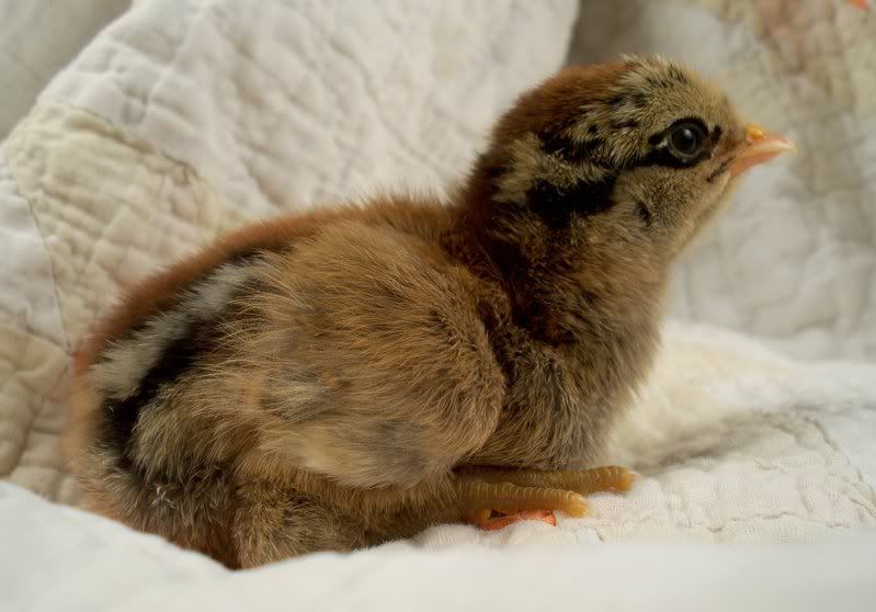 chick04.jpg