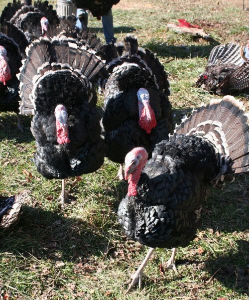 turkey1.jpg