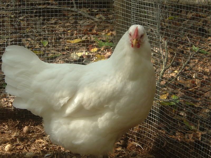 morechicks016-1.jpg