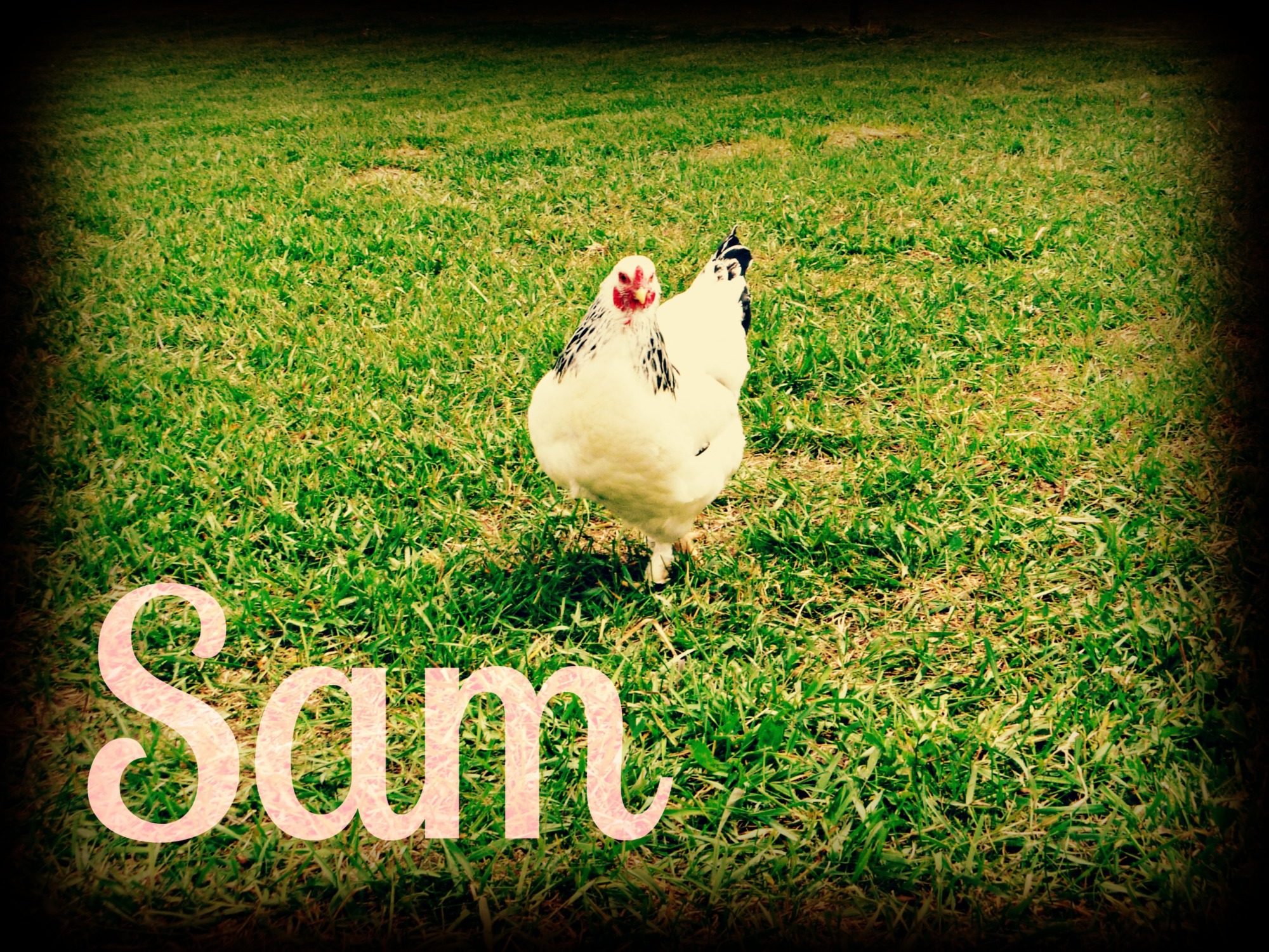 900x900px-LL-07fc6c49_3c1547ec_P1000896.jpeg