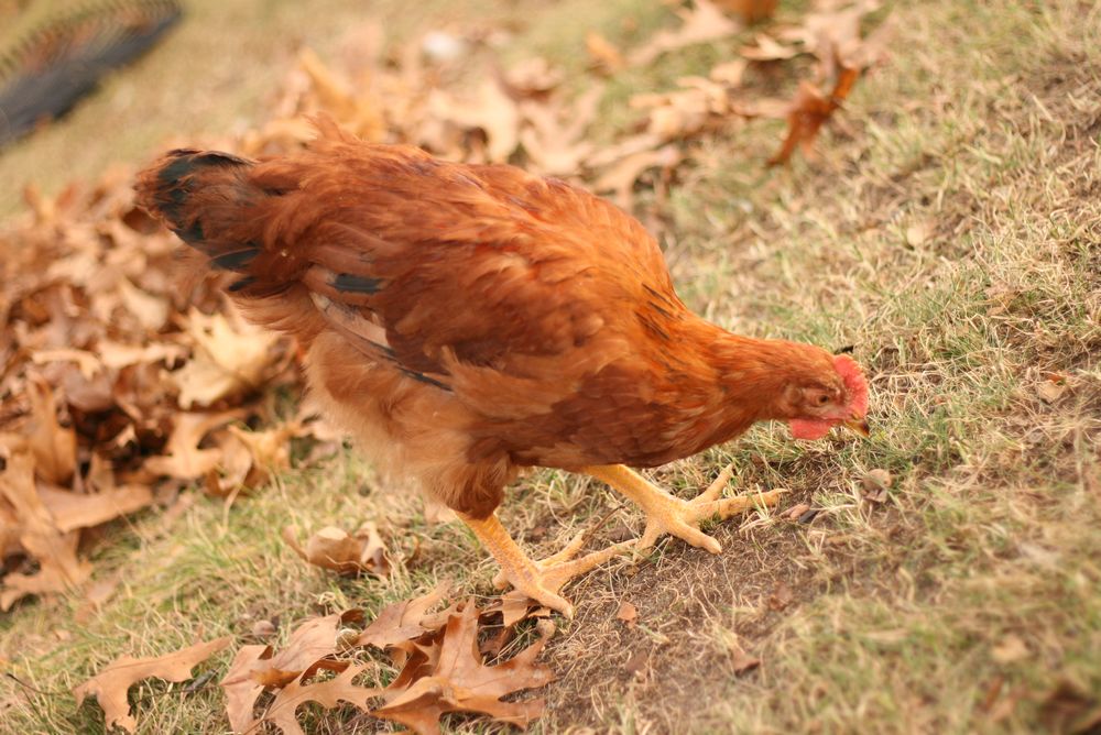 chicken-e-2.jpg