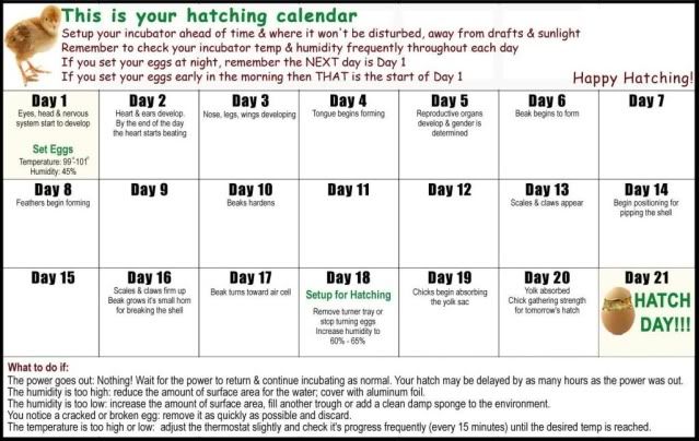 dawnonthefarmhatchcalendarCHIX.jpg