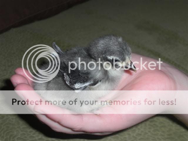 CIMG1700Small.jpg