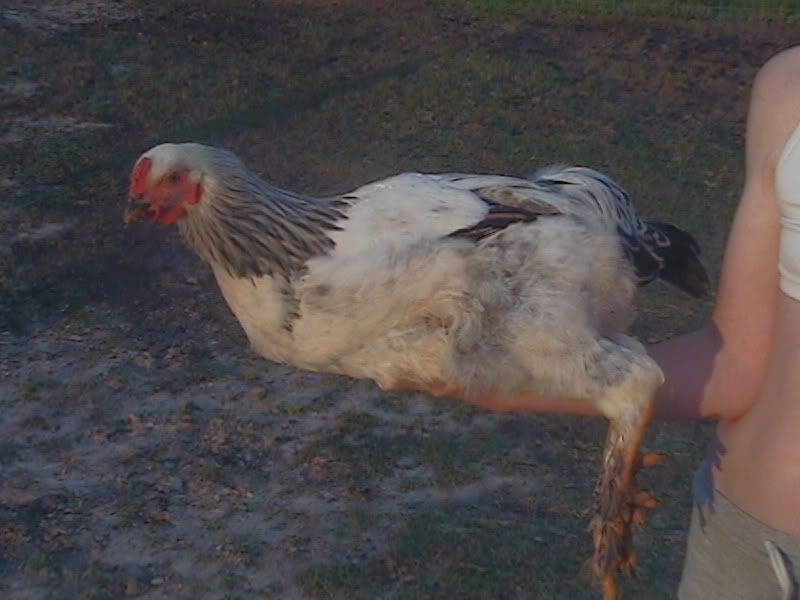 chicken017-1.jpg