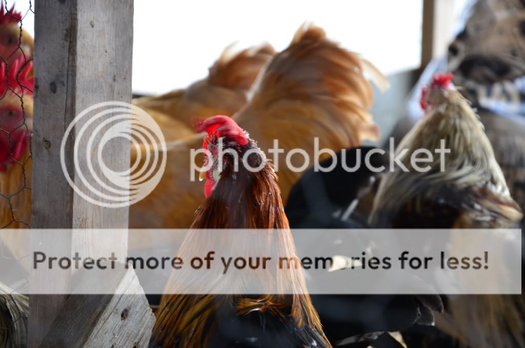 chickens3002.jpg