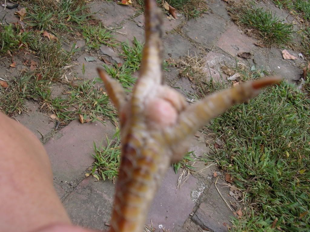 chickensetc004-1.jpg