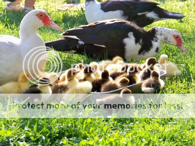 100_1728.jpg