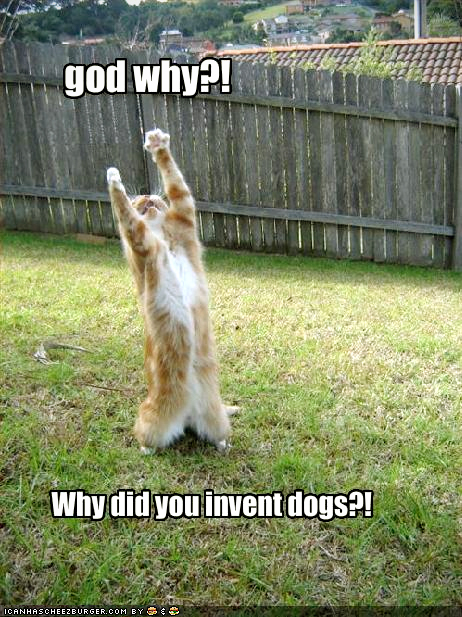 funny-pictures-cat-wonders-why-dogs-were-invented1.jpg