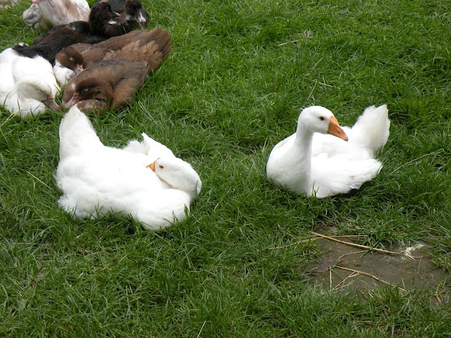DSCN3798.JPG