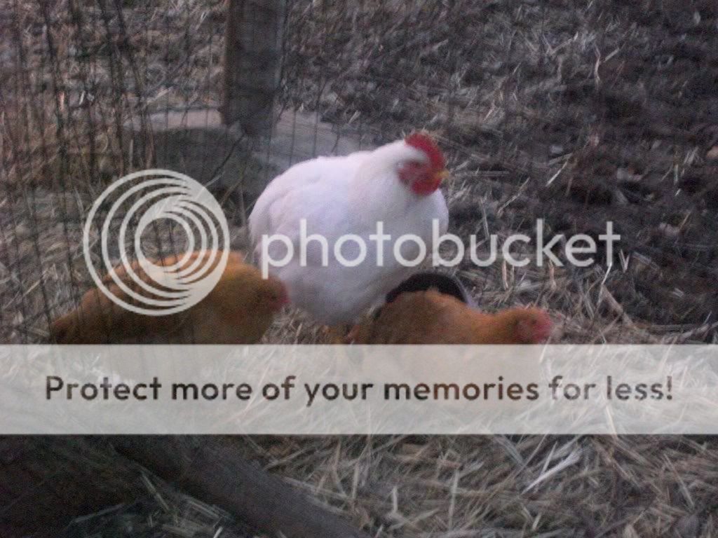 chickenpics030-2.jpg