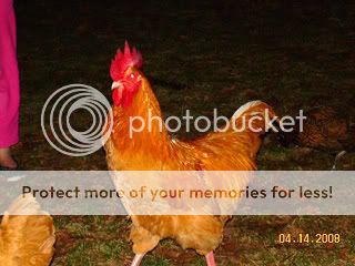 roo022-1.jpg