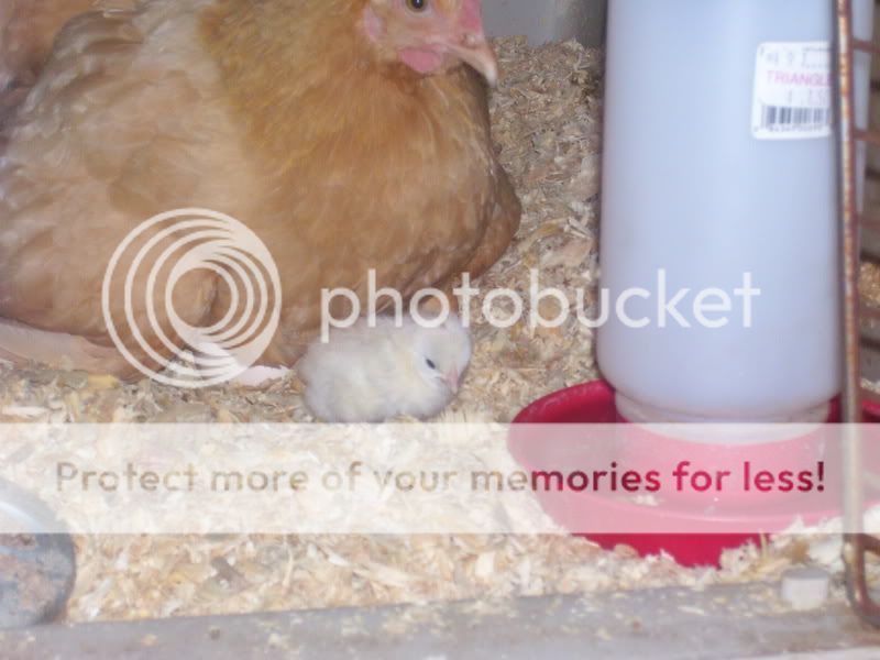 Chicks007-1.jpg