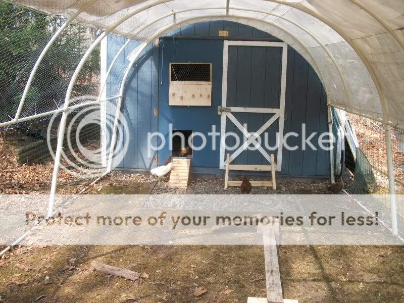 chickenshouse096.jpg