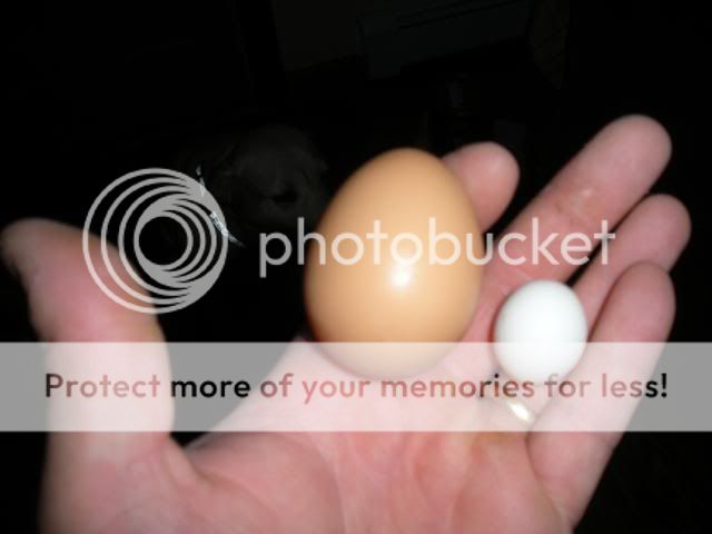 miniegg005.jpg